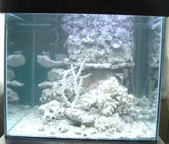 aquarium début
