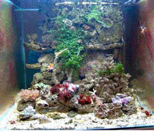 aquarium peuplé