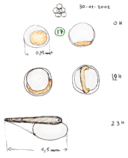 mandarin oeufs